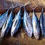 Apakah Ikan Tuna Sama Dengan Ikan Tongkol